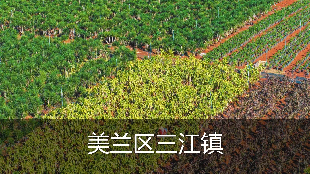 美兰区三江镇